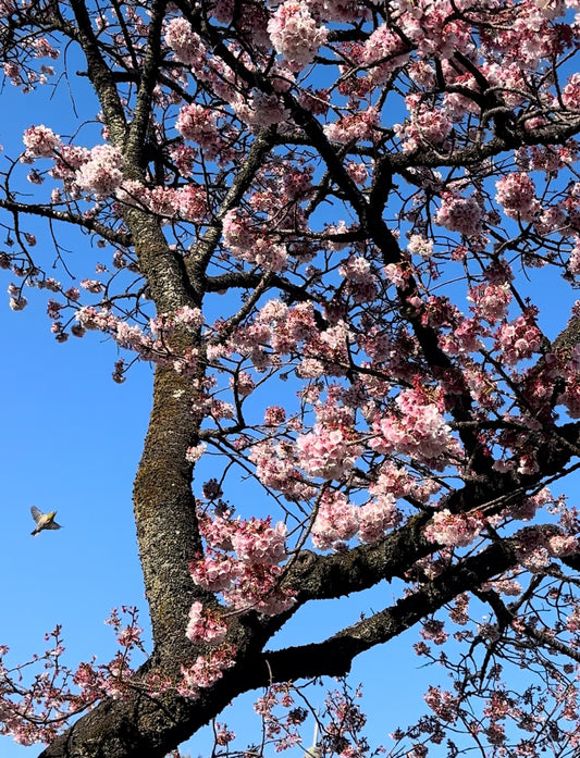 2月の宝石&春色の宝石といえば🌸